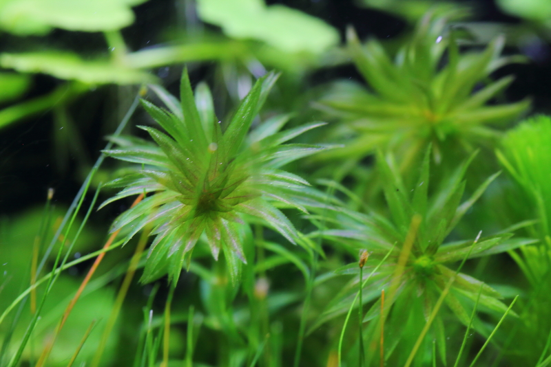 植栽から23日目（トリミングから10日目）　アナカリス
